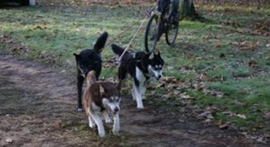 Mushing la breille les pins 2014